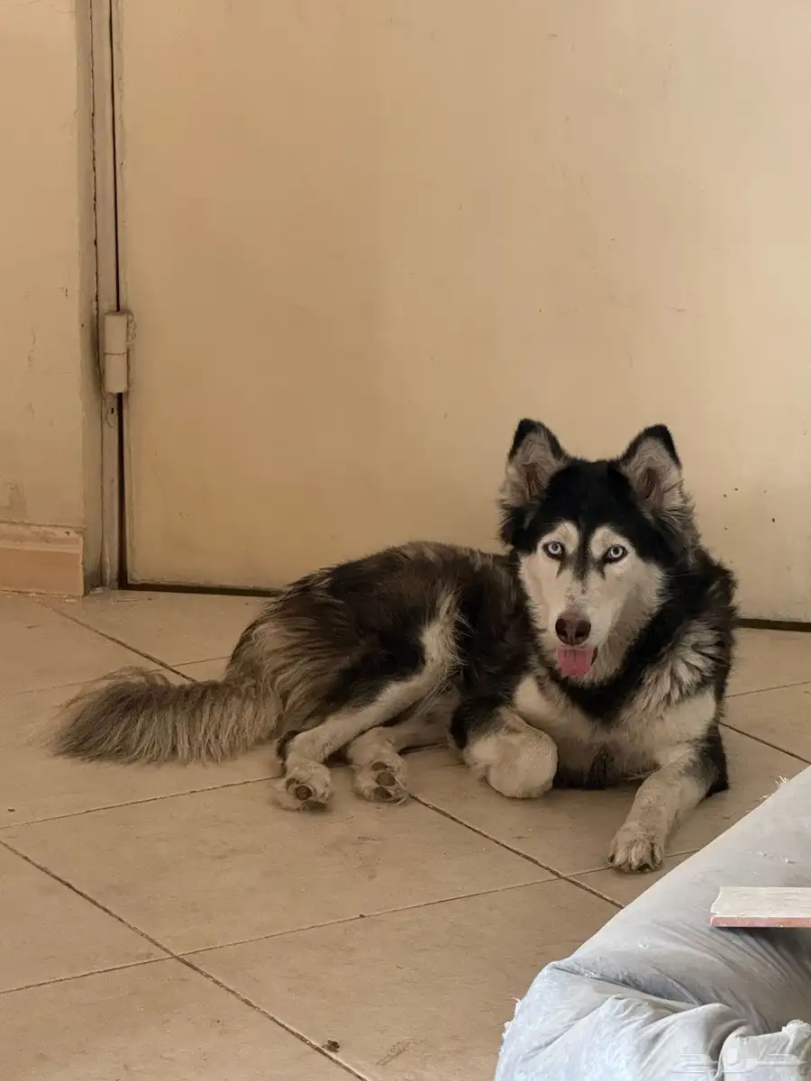 هاسكي انثى للبيع 0