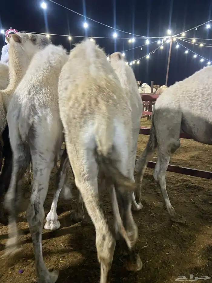 قعدان كفو للبيع تصلح زواجات ومبادي 12