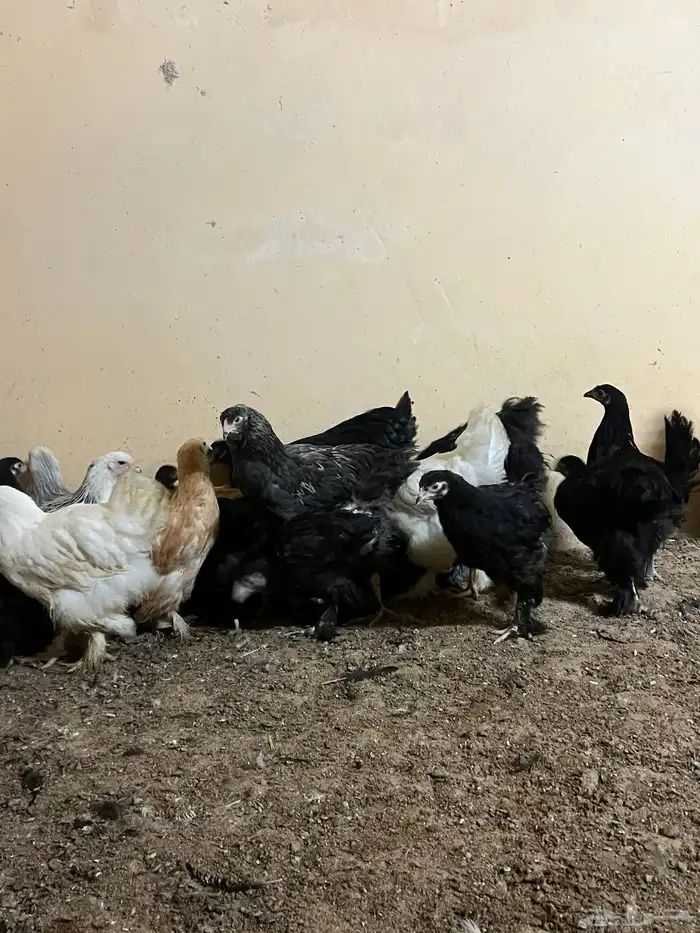 صوص براهما مستوى قوي 0
