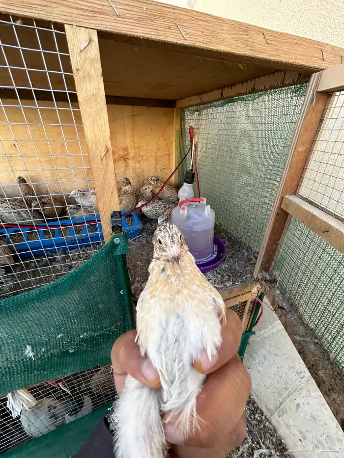 ذكور سمان 1