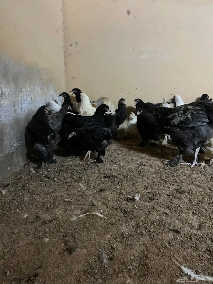 صوص براهما مستوى قوي 5