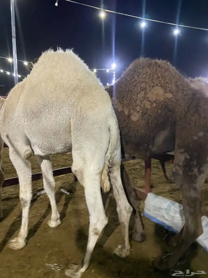 قعدان كفو للبيع تصلح زواجات ومبادي 5