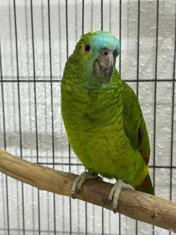 انثى بلو فرونتد 0