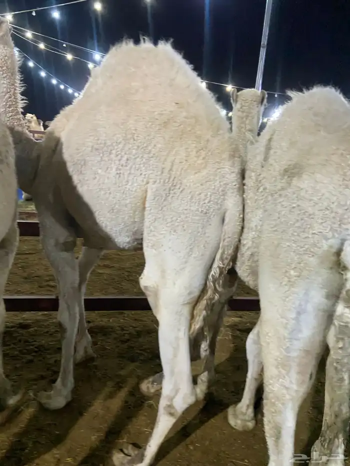 قعدان كفو للبيع تصلح زواجات ومبادي 7