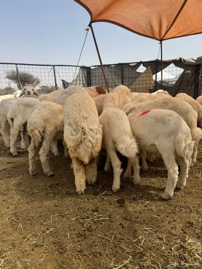 طليان ورخال للبيع عددها40 تضحى 5