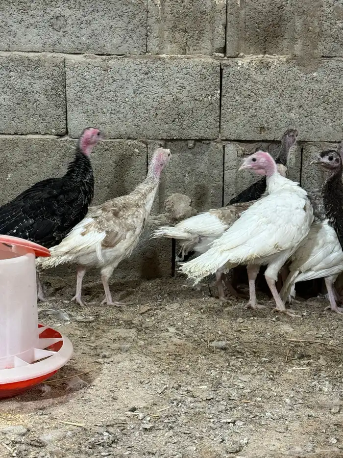 فروخ دجاج رومي تم البيع 4