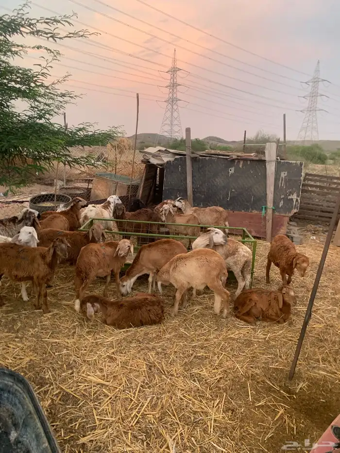 ذبايح طليان و رخال حري و سواكني يوجد ذبح و توصيل 4