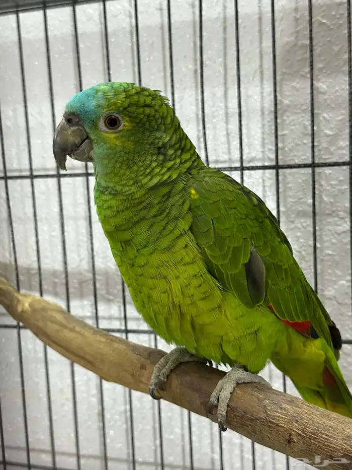 انثى بلو فرونتد 1