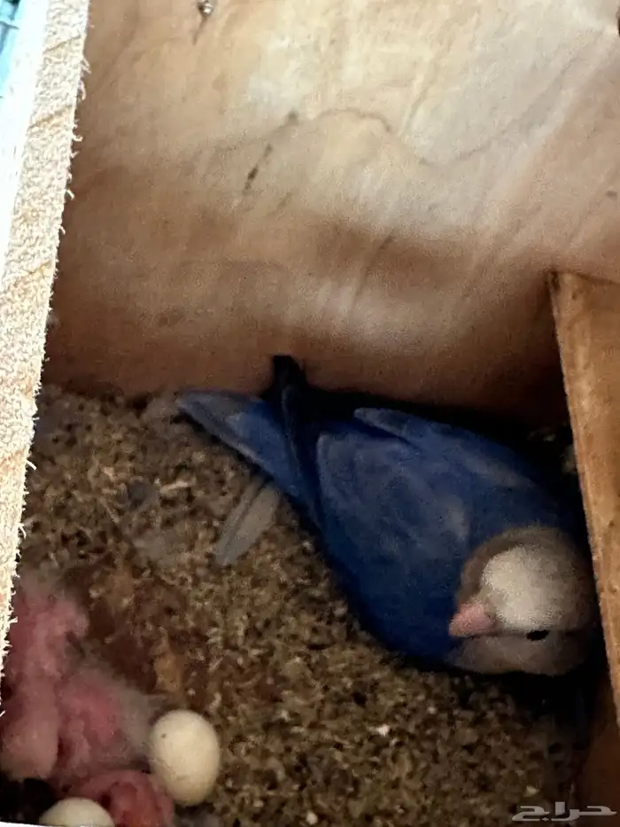 مطير طيور زينة   روز باليدات وفايلوت أوب لاين 12