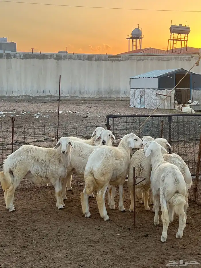ذبايح للبيع جميع انواع الذبايح 0
