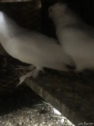 مصري مالطي سوبر جامبو 11