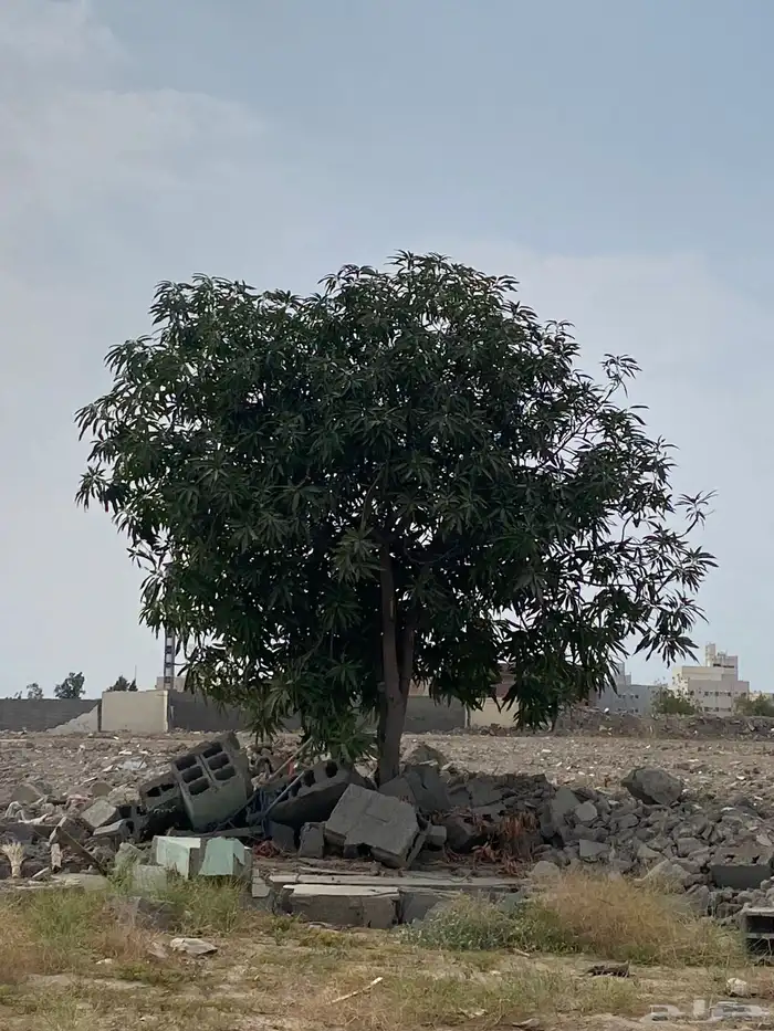 شجرة مانجو مشاء الله مثمره تقريبا العمر اكثر من 15سنه 2