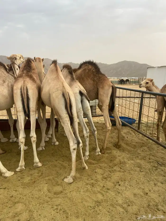 قعدان كفو للبيع تصلح زواجات ومبادي 2
