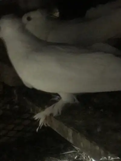 مصري مالطي سوبر جامبو 10