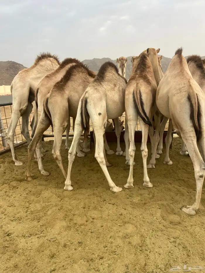 قعدان كفو للبيع تصلح زواجات ومبادي 3