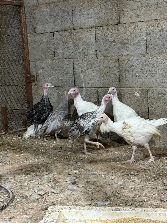 فروخ دجاج رومي تم البيع 1