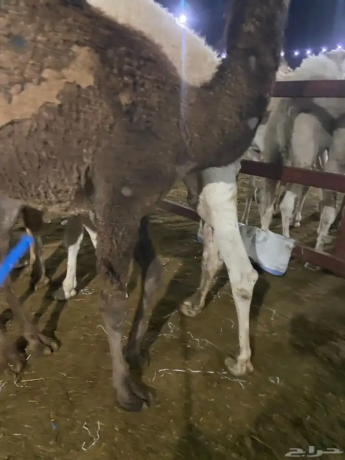 قعدان كفو للبيع تصلح زواجات ومبادي 8