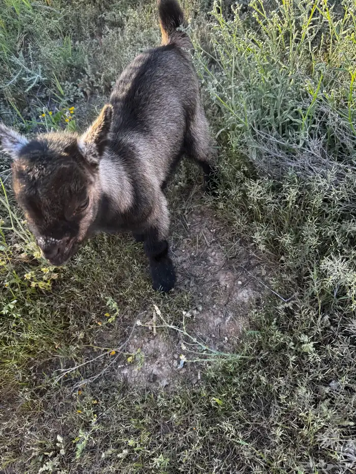 ماعز قزم امريكي تشيكي 0