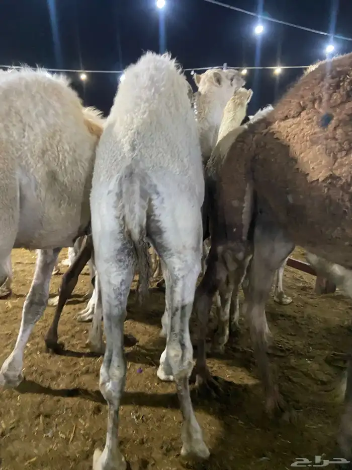 قعدان كفو للبيع تصلح زواجات ومبادي 11