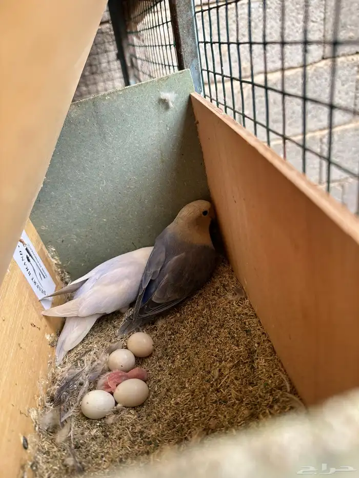 مطير طيور زينة   روز باليدات وفايلوت أوب لاين 13