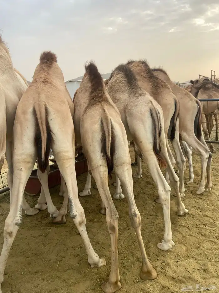 قعدان كفو للبيع تصلح زواجات ومبادي 4