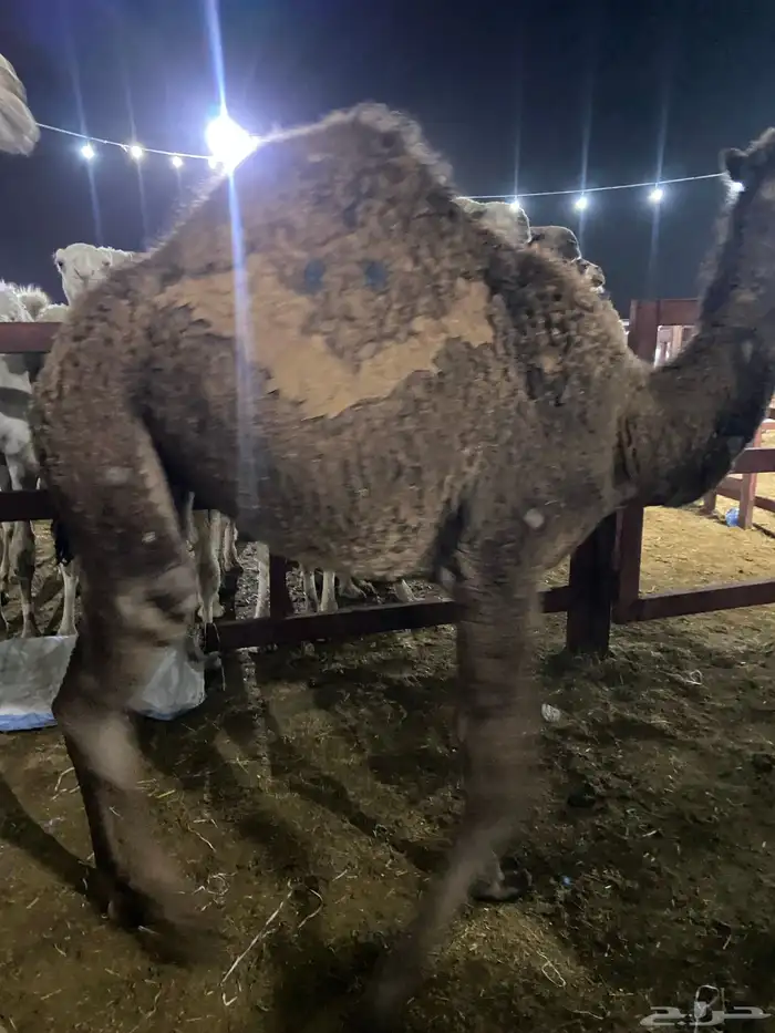 قعدان كفو للبيع تصلح زواجات ومبادي 9