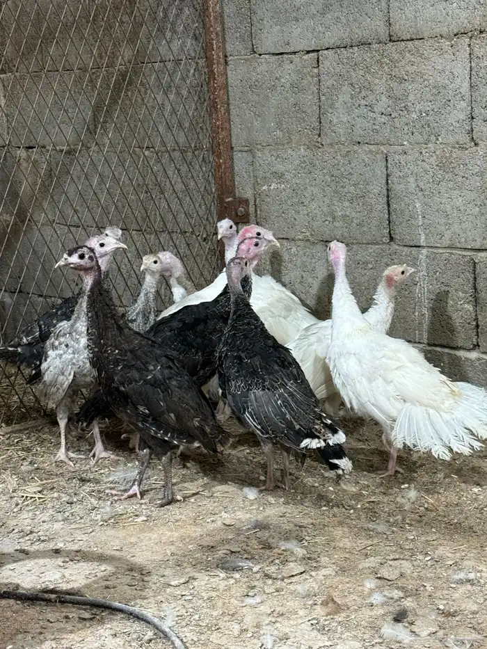 فروخ دجاج رومي تم البيع 2