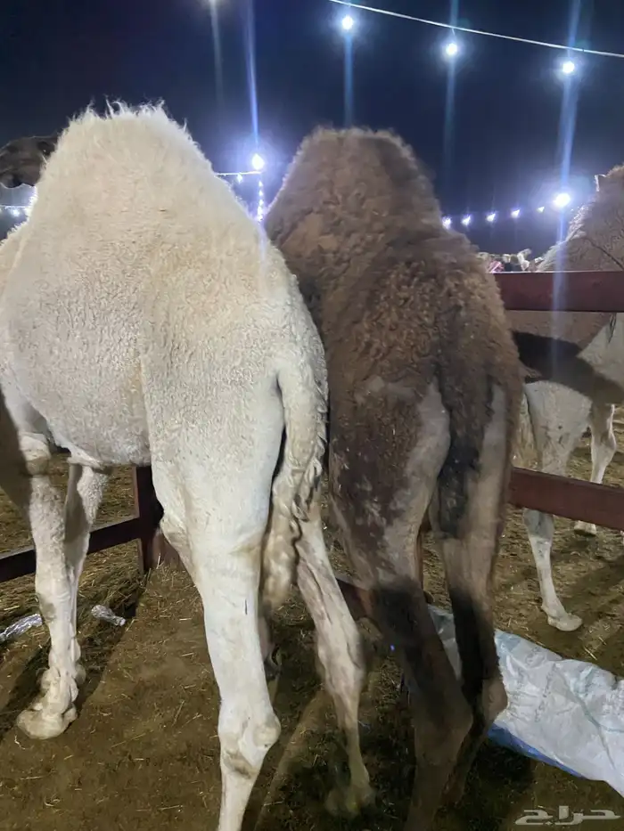 قعدان كفو للبيع تصلح زواجات ومبادي 6