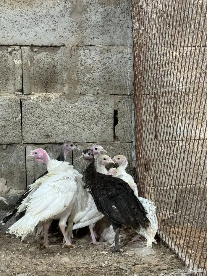 فروخ دجاج رومي تم البيع 0