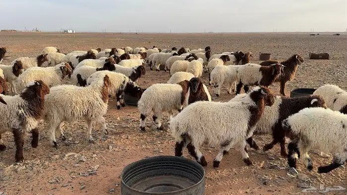 100 أضاحي نعيم بلدي 7