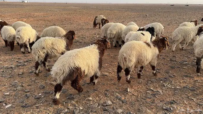 100 أضاحي نعيم بلدي 0