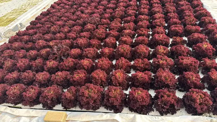 خس لولو بيوندا  يل لولو روسو اخمر 7