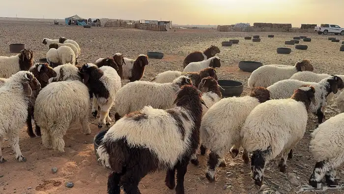 100 أضاحي نعيم بلدي 4