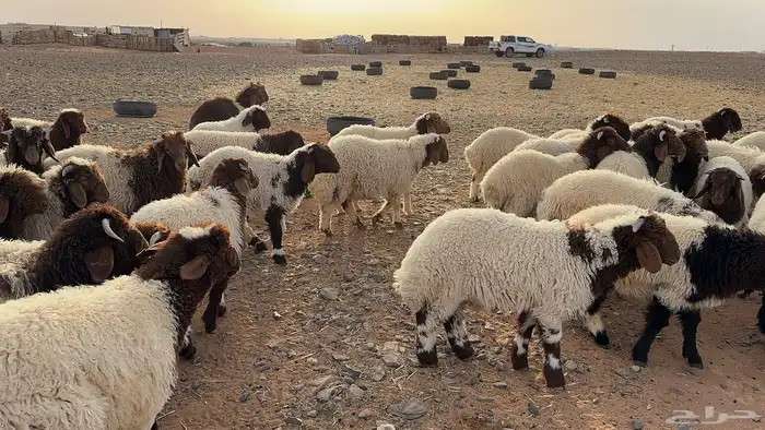 100 أضاحي نعيم بلدي 3