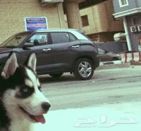 كلب هاسكي بيور لبيع 0