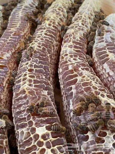 نحل بفاتورة ضريبية 4