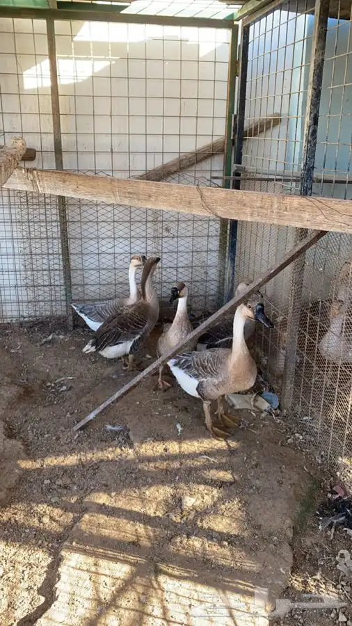وز عراقي 1
