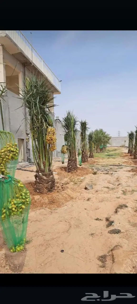 للبيع النخيل 4