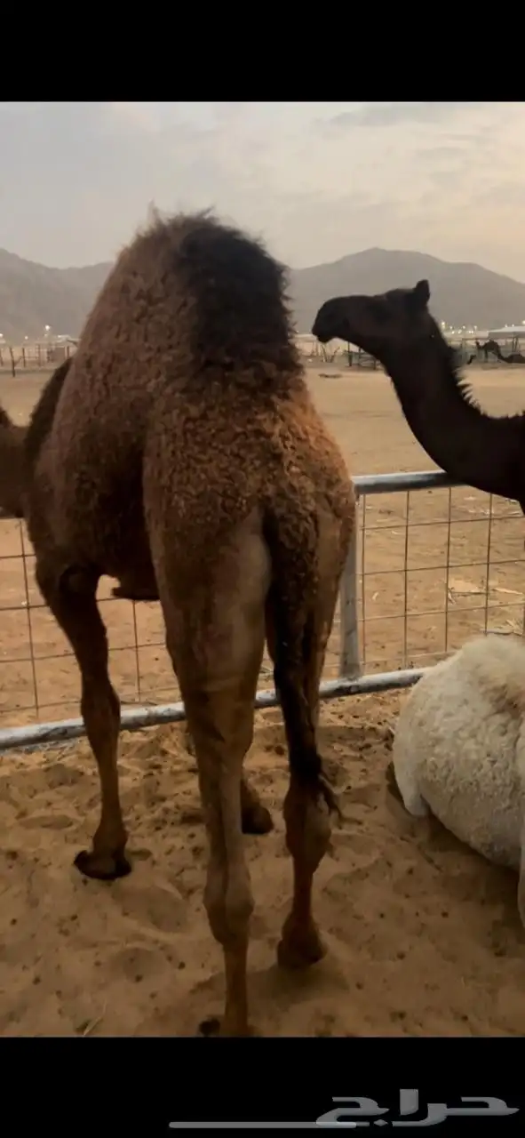 قعدان كفو للبيع تصلح زواجات ومبادي 0