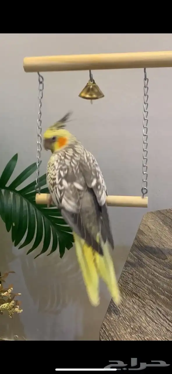 كروان ذكر للبيع 4