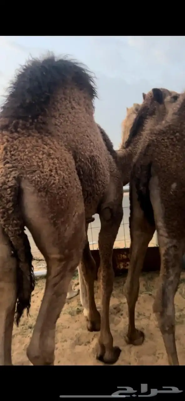 قعدان كفو للبيع تصلح زواجات ومبادي 1