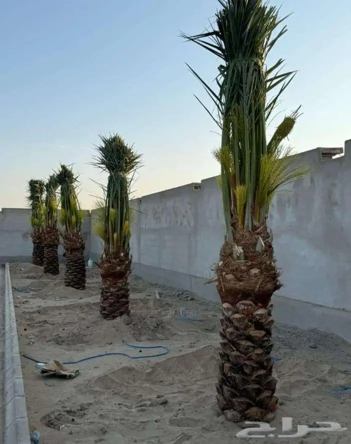 للبيع النخيل 5