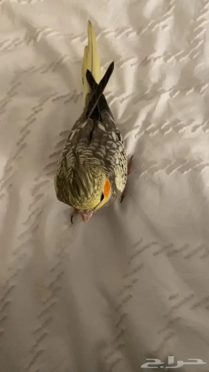 كروان ذكر للبيع 3