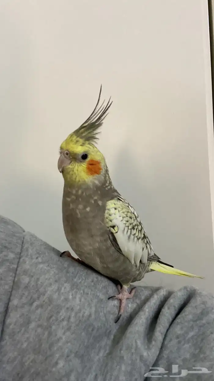كروان ذكر للبيع 5