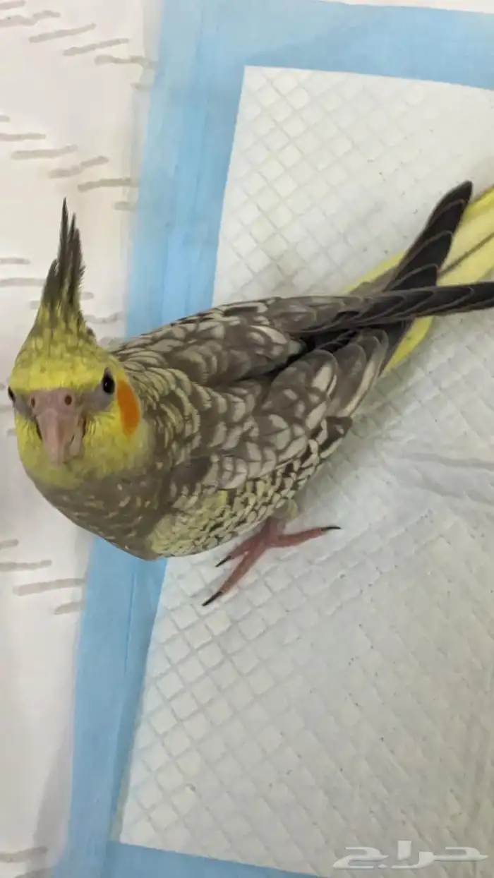 كروان ذكر للبيع 2