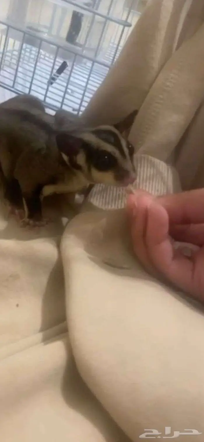 للبيع سنجاب طائر مع القفص و الأكل 1