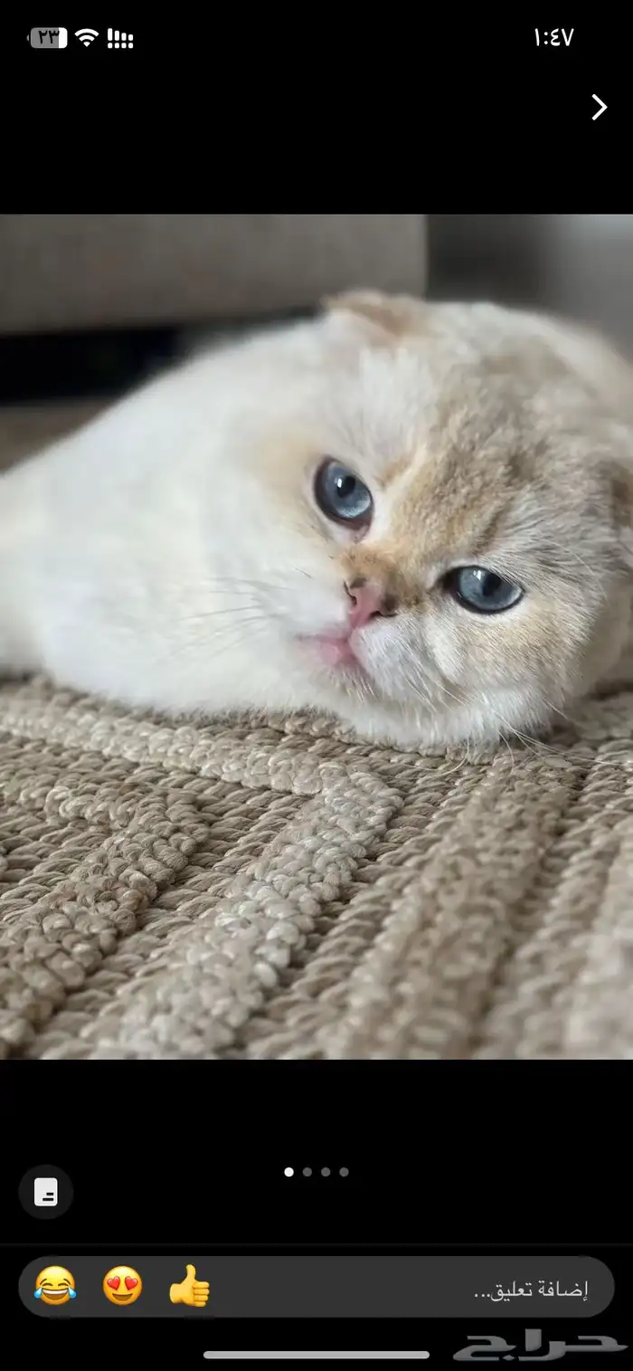 سكوتش فولد للتزاوج عرض حصري 1