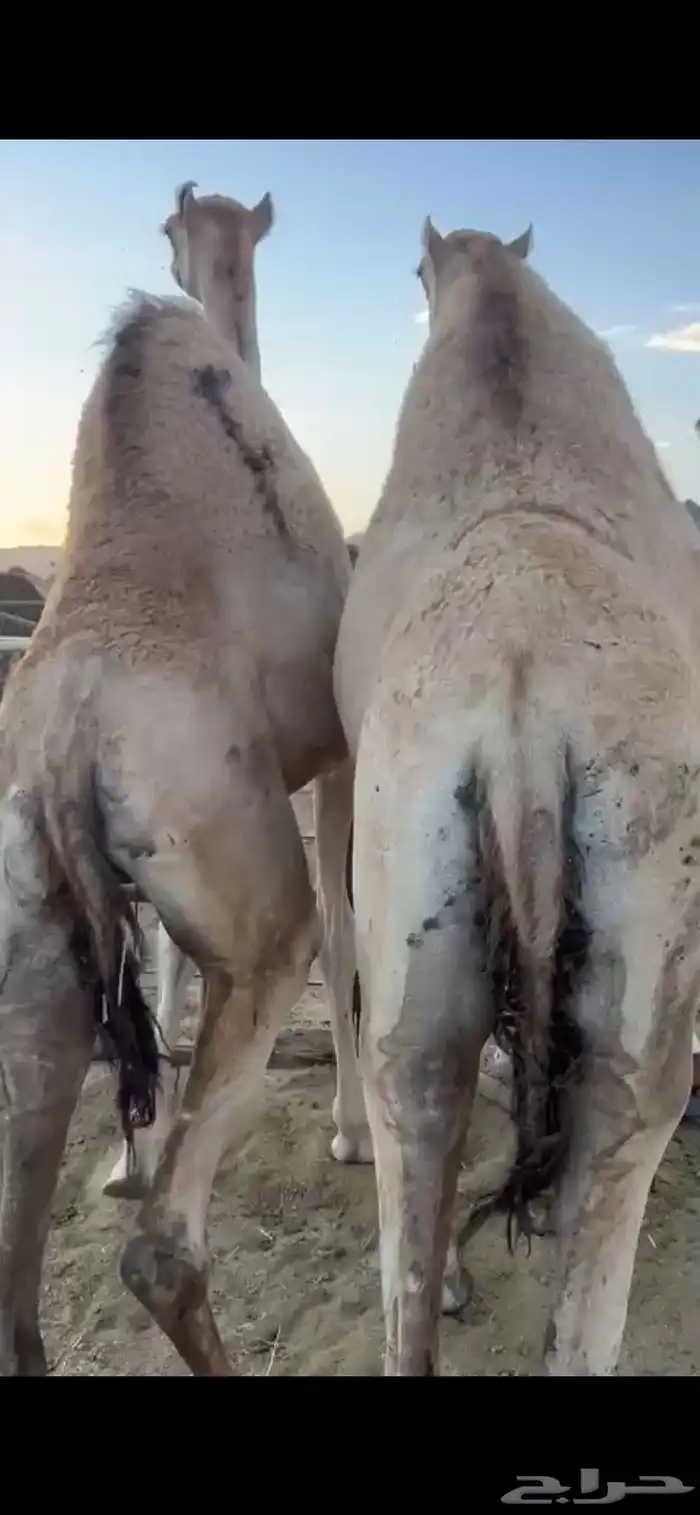 قعدان كفو للبيع تصلح زواجات ومبادي 15