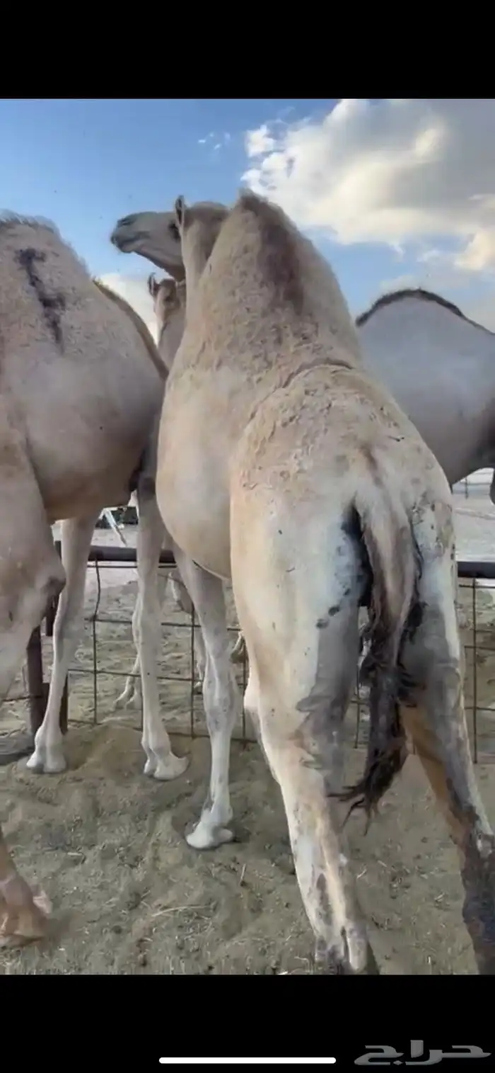 قعدان كفو للبيع تصلح زواجات ومبادي 14