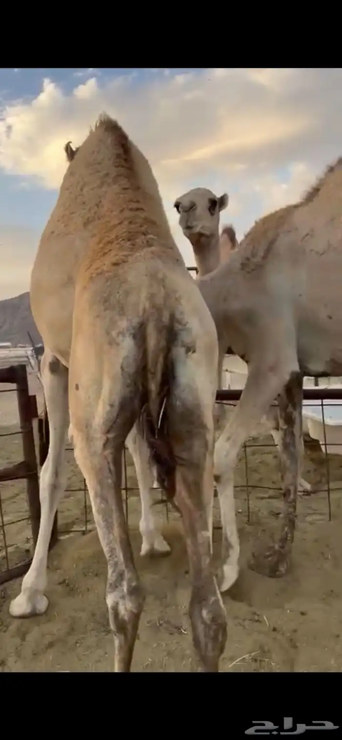 قعدان كفو للبيع تصلح زواجات ومبادي 13